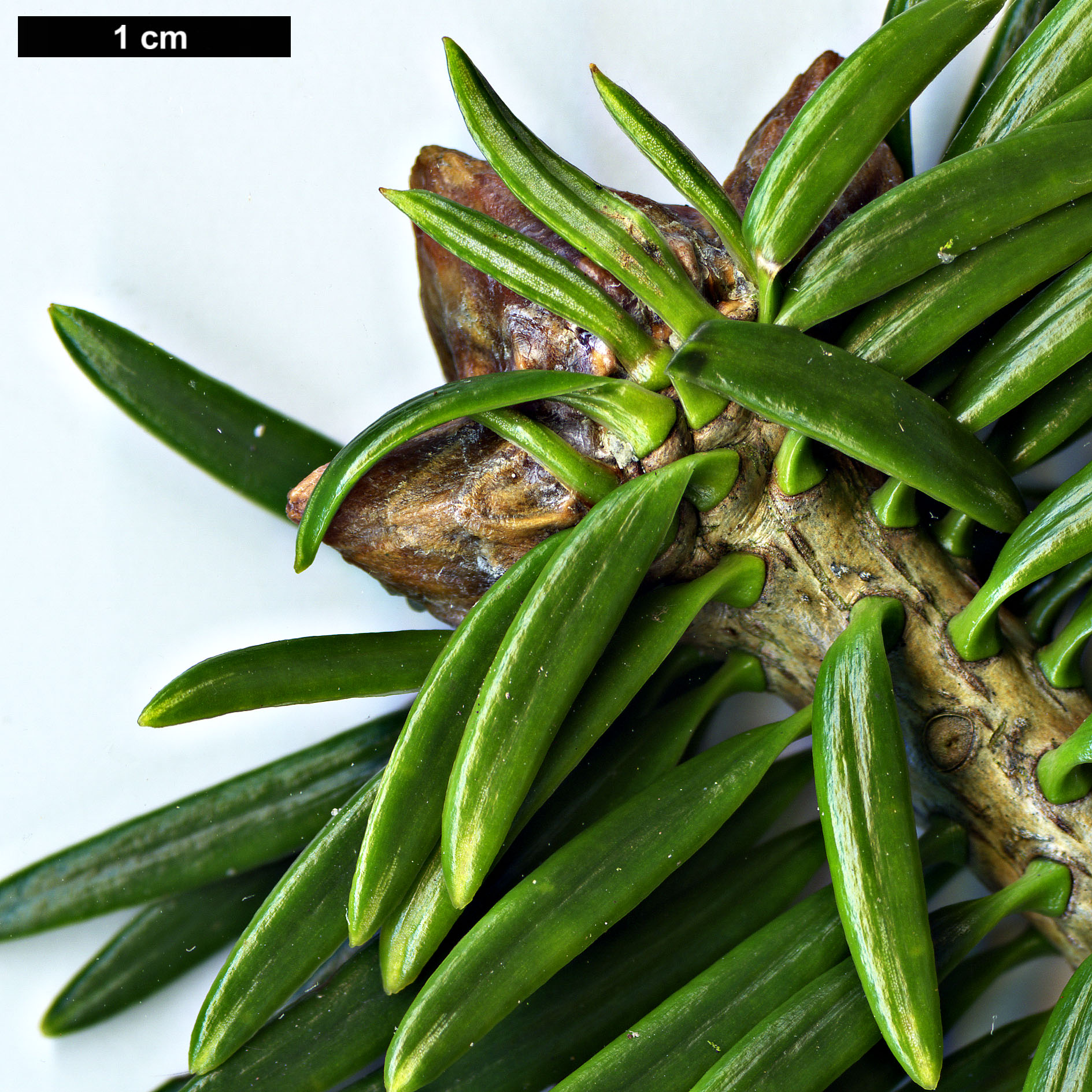 High resolution image: Family: Pinaceae - Genus: Abies - Taxon: chensiensis - SpeciesSub: subsp. salouenensis